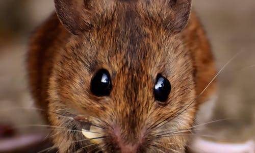 佛山律师事务所：女子投老鼠药杀夫，卖药老板获刑三年